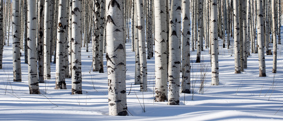 Panoramic shot of winter aspen trees taken deep in the heart of the Rocky Mountains of Colorado. The white tree trunks play perfect harmony with the cold, crisp snow. 