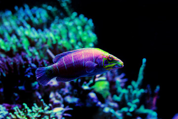 Mystery wrasse in coral reef aquarium tank