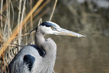 Great Blue Heron in the marsh
