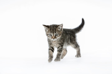 Kitten on white background