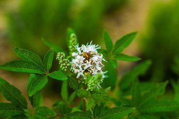 Obraz premium white flower in the garden