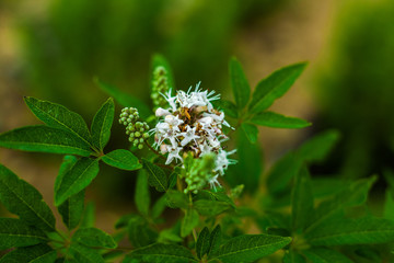 white flower in the garden