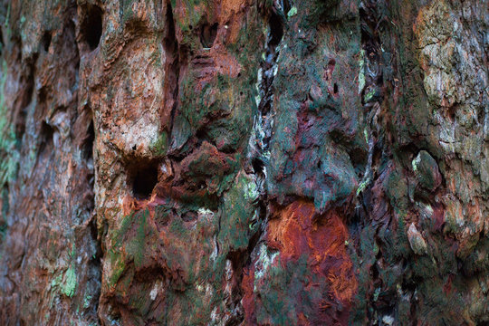 Tree trunk with various colors