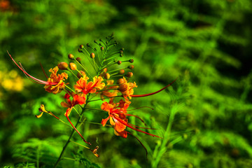 flower and leaves