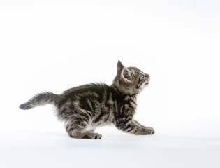 Kitten on white background