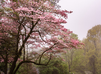 Dogwood tree at peak blossom with soft pink cherry colored blossoms marking the arrival of Spring. The soft, subdued weather give a dreamy, majestic feel to the ethereal capture. 