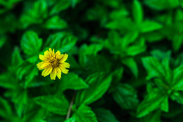 yellow flower in the garden