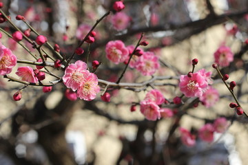 梅