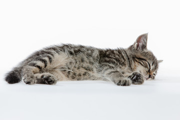 Kitten on white background