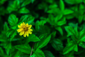 yellow flower in the garden