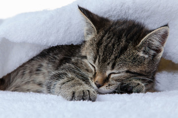 Kitten on white background