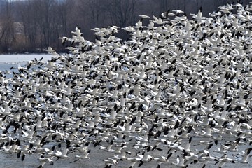 Snow Geese Flight