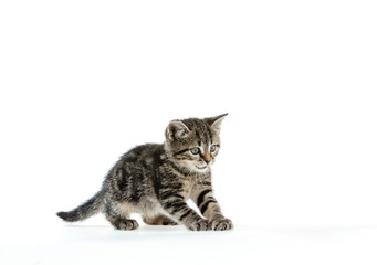 Kitten on white background