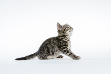 Kitten on white background