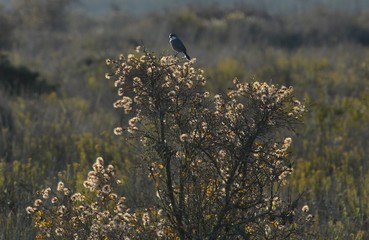 diuca en el desierto