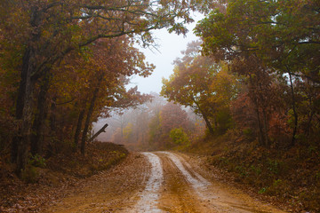 Foggy dirt country road from the back woods of Arkansas on a misty, overcast day in late Fall. The autumn trees are shedding their leaves setting the scene.