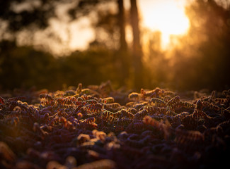 Frosty morning sunrise as fall makes way for winter. The red leaves glisten in the yellow glow of the autumn morning sun.