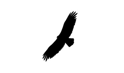 Vulture vector