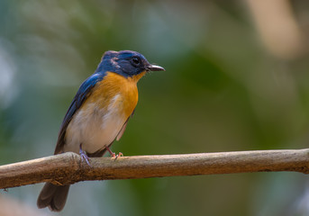 TICKELL’S BLUE FLYCATCHER ON BRANCH IN NATURE.