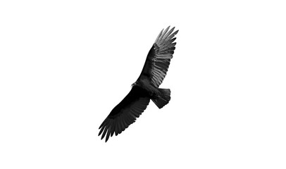 Vulture flying