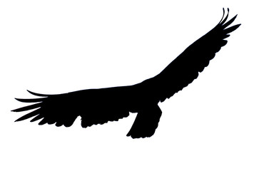Silhouette of vulture