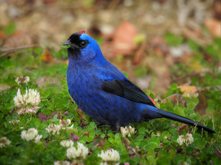 Diademed Tanager