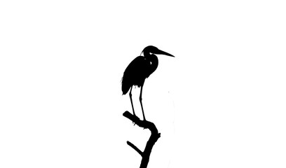 Heron on the branch silhouette