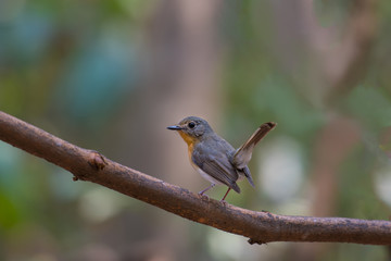 Tickell's Blue Flycatcher female on branch in nature.