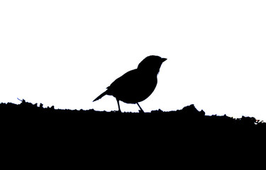 Bird on the branch silhouette
