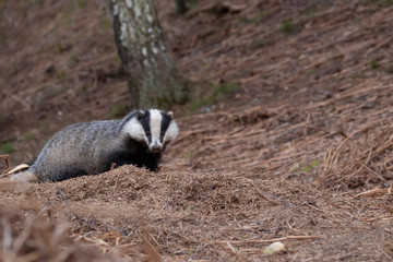 European badger, Meles meles, walking, eating close up at ground level during April in Scotland. © Paul