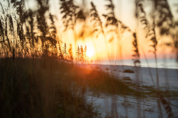 Romantic   sunset at Gulf Shores Alabama near Orange beach as seen through the sea oats. The colorful bokeh of this artistic shot is compliments of the glorious sunset over the white sand.