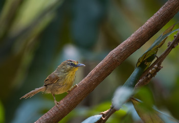 Pin-striped Tit Babbler Wet on the branches in nature.