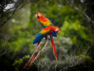 Scarlet Macaw