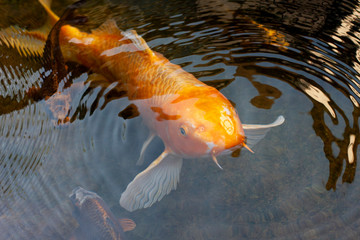 Orange koi fish