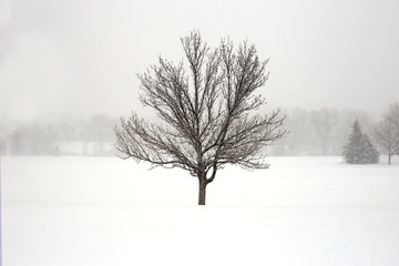 Fototapeta premium Lone tree in a winter storm
