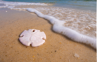Ocean waves break against the white sand and perfect sandollar. The emerald, turquoise water contrasts the white cloudy and blue colored sky on a sunny, summer day in Gulf Shores Alabama. 