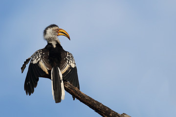 Südlicher Gelbschnabeltoko / Southern yellow-billed hornbill / Tockus leucomelas