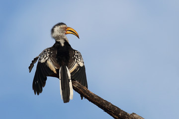 Südlicher Gelbschnabeltoko / Southern yellow-billed hornbill / Tockus leucomelas