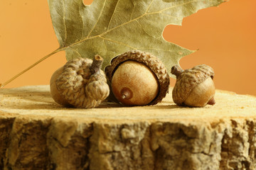 Fall Acorns and Leaf