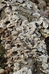 Fungus Growing on a Log