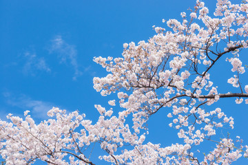 桜と空