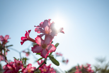 Pink flowers with sun set