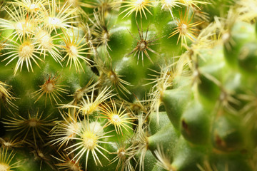 Macro Spikes of Cactus