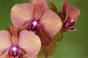 Fototapeta na wymiar Triple Orchid Macro