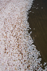 Petals of sakura on the water surface