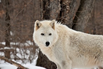 Artic Wolf in the Winter