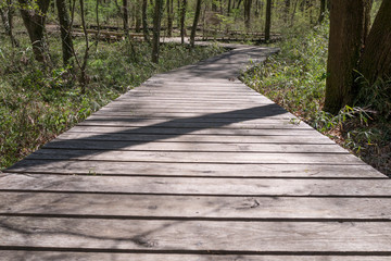 A footpath in the park