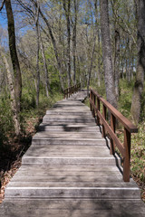 Fototapeta premium A footpath in the park