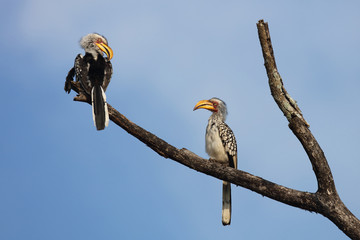 Südlicher Gelbschnabeltoko / Southern yellow-billed hornbill / Tockus leucomelas © Ludwig