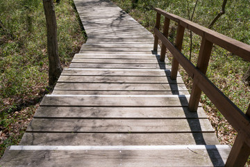 Fototapeta premium A footpath in the park